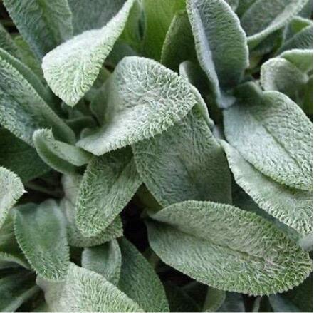 100PCS Stachys byzantina Seeds Lamb's Ear