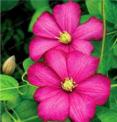 100PCS Rare Clematis Plant Seeds Rose Red Flowers Single Big Petails