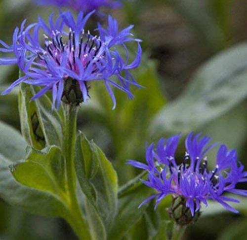 100PCS Cornflower Flower Seeds Bluish Purple Color