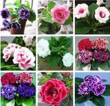 100PCS Gloxinia Plant Seeds Mixed Purple White Pink ect 9 Colors