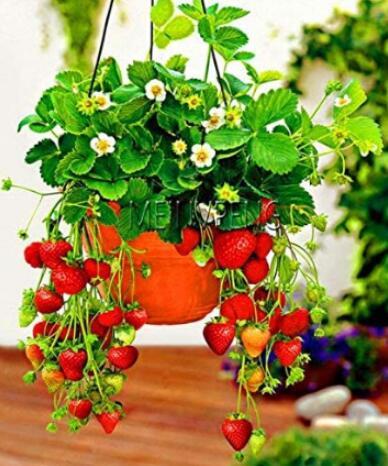 300PCS Climbing Red Strawberry Seeds Big & Delicious
