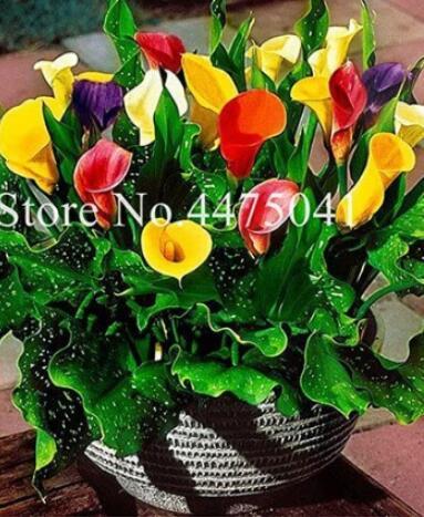 200PCS Rainbow Calla Lily Flower Seeds Colorful Flowers