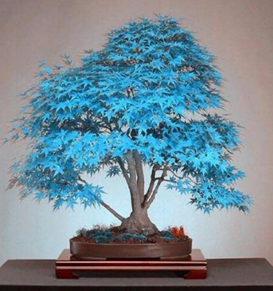 50PCS Blue Maple Tree Seeds Bonsai Series
