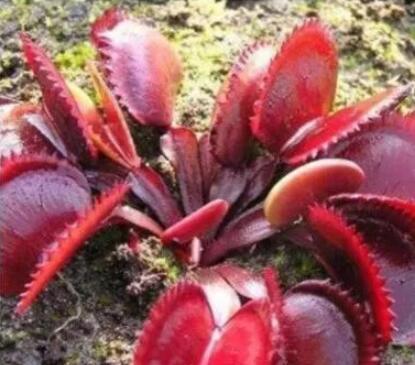 100PCS Dionaea muscipula Seeds - Red Color