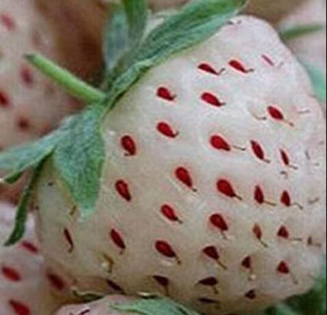 300PCS Rare White Strawberry Pineberry Fruit Seeds