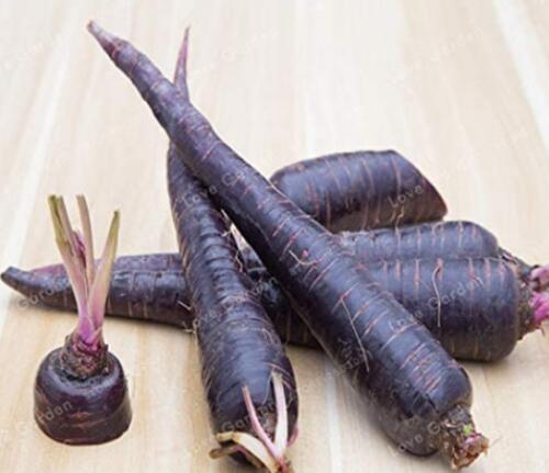 100PCS Purple Dragon Carrot Seeds