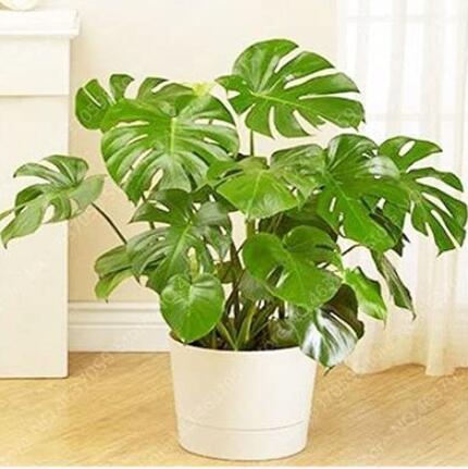 100PCS Green Palm Turtle Leaves Monstera Seeds