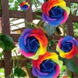 200PCS Climbing Rose Seeds - Rainbow Color