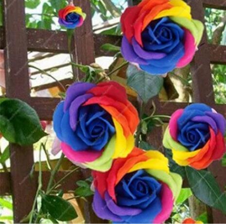 200PCS Climbing Rose Seeds - Rainbow Color