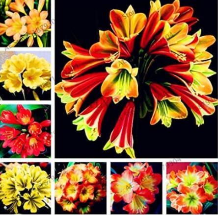 100PCS Clivia Flower Seeds Mixed 8 Colors