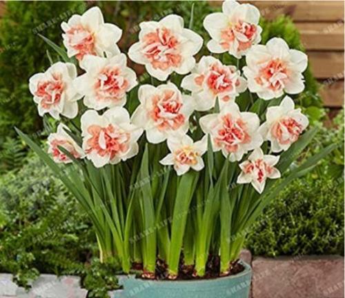 100PCS Narcissus Daffodil Flowers Seeds - Milky White with Light Red Centre Flowers