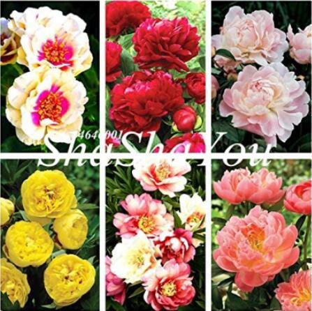 10PCS Chinese Peony Flower Seeds Mixed Red Yellow Light Pink Bi-color Rose Red ect 6 Colors