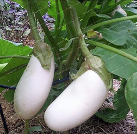 50PCS White Eggplant Seeds Aubergine Solanum Melongena Vegetables