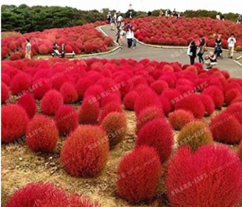 500PCS Kochia scoparia Seeds Burning Bush - Fire Red Color