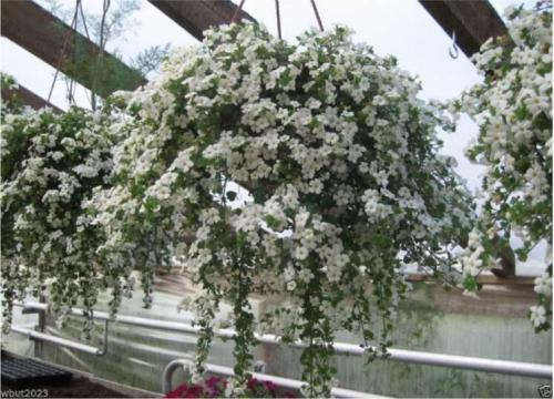100PCS White Bacopa Seeds Perfect Flowers for Hanging Baskets and Windowboxes