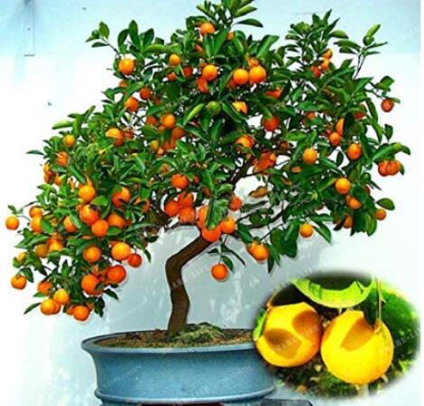 30PCS Mini Orange Tree Seeds