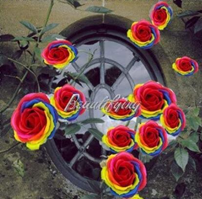 100PCS Hybrid Rainbow Rose Seeds