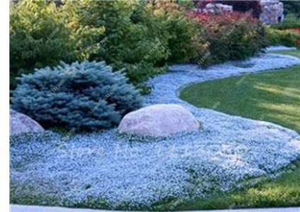 200PCS Creeping Thyme Seeds Rock CRESS Plant - Sky Blue Color
