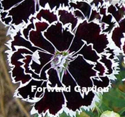 100PCS Dianthus Caryophyllus Seeds Carnation Black Double Flowers with White Edge