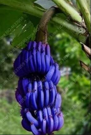 100PCS Dwarf Banana Seeds - Blue Skin
