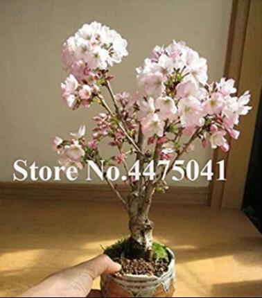 10PCS Mini Bonsai Sakura Flower Seeds - Whitish Light Pink Flowers