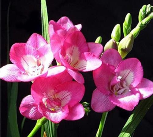 20PCS Freesia Flower Seeds - Rose Pink Flowers
