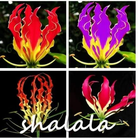 100PCS GLORIOSA SUPERBA Seeds (NOT Bulbs) Glory Lily Flame Lily Flower - Mixed 4 Colors