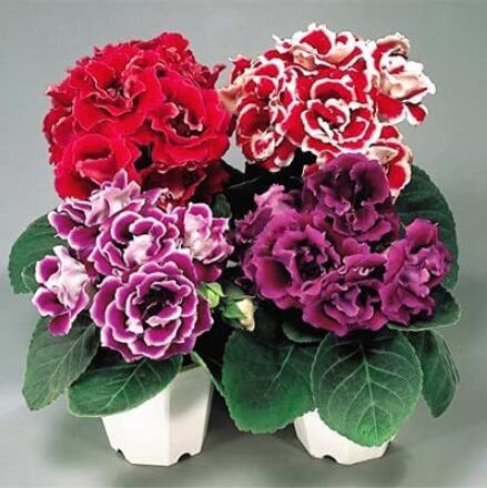 100PCS Gloxinia Plant Seeds - Mixed Red White-Purple Red-White Dark-Purple Colors