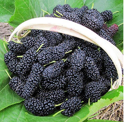 100PCS Raspberry Seeds Big Black Mulberry Fruits