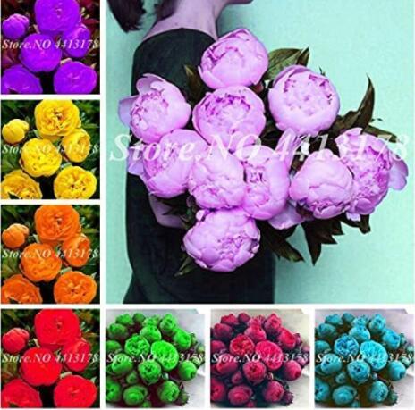 10PCS Peony Flowers Seeds Double Petals Mixed Purple Light Purple Yellow Orange Red Green Red Colors