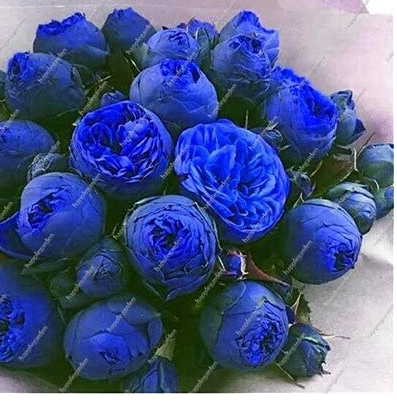 10PCS Chinese Peony Tree Seeds- Blue Double Flowers