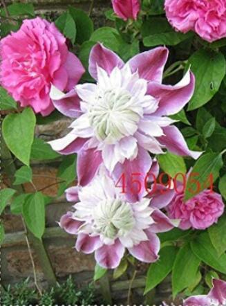 100PCS Clematis Seeds Light Puple White Edge with White Double Centre Flowers