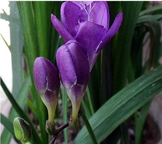 20PCS Freesia Flower Seeds - Purple Flowers