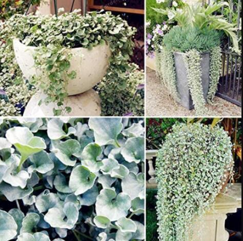 100PCS Dichondra Repens Seeds Silver Falls in Hanging Baskets