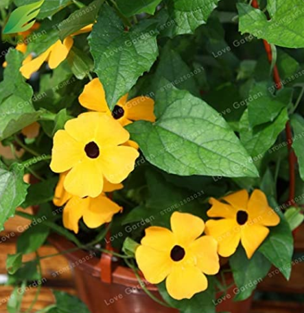 10PCS Thunbergia Alata Flower Seeds Black Eyed Susan Vine Yellow Color