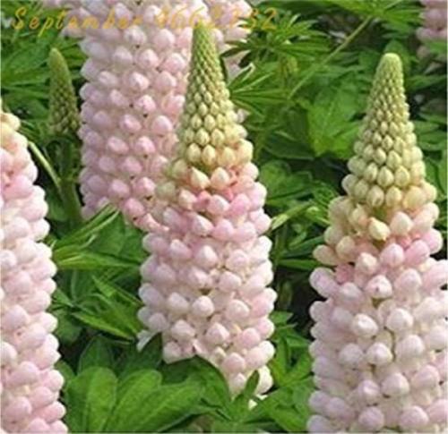 100PCS Lupine Flowers Seeds - Light Water Pink Flowers