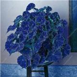 100PCS Janpanse Bonsai Coleus Plants Seeds - Sea Blue Colors