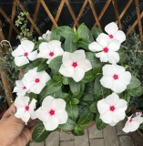 100PCS Periwinkle Seeds - White Flowers Single Petals