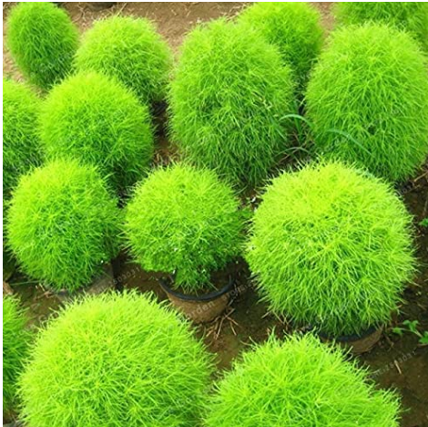 500PCS Kochia scoparia Seeds Burning Bush - Bright Green Color