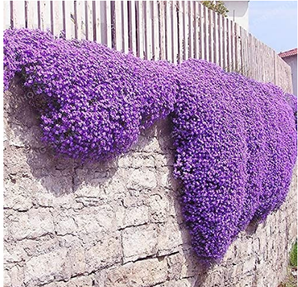 100PCS Aubrieta Cultorum Seeds Rock CRESS Plant - Purple Flowers