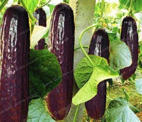 20PCS Purple Black Japanese Long Cucumber Seeds