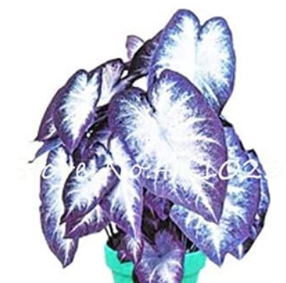 120PCS Caladium Seeds - White Big Leaves with Greyish Purple Edge