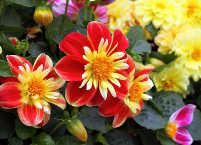 50PCS Dahlia Collarette Dandy Mix Seeds - Bright Red Flowers with Yellow Centre