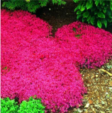 100PCS Creeping Thyme Seeds Rock CRESS Ground Cover Flower - Rose Red Color