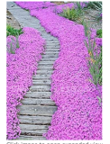 200PCS Creeping Thyme Seeds Rock CRESS Plant - Light Pink Flowers