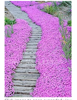200PCS Creeping Thyme Seeds Rock CRESS Plant - Light Pink Flowers