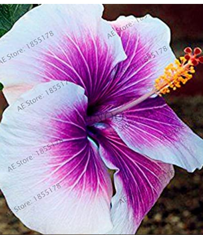 100PCS Hibiscus Seeds - White to Purple to Dark Purple Big Flowers