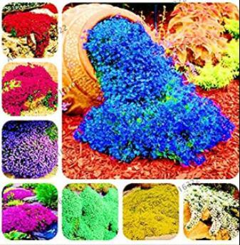 200PCS Creeping Thyme Seeds Rock CRESS Plant - Mixed Red / Rose Red / Purple / Green / Yellow / Blue /  White