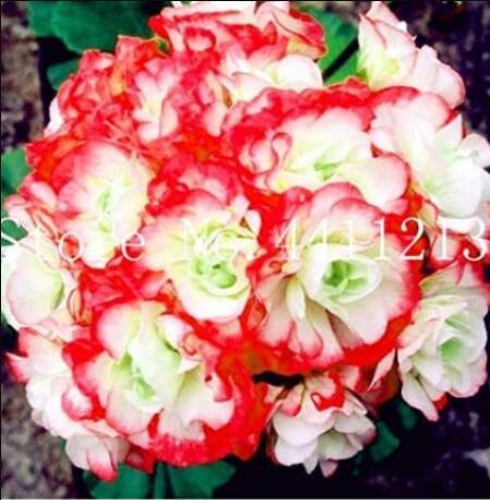 30PCS Geranium Seeds - Rose Red to Milky White to Green Ball Types Double Flowers