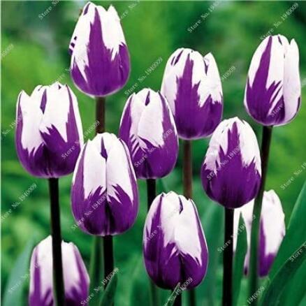100PCS Tulip Seeds - Purple White Flowers (NOT Bulbs)